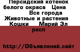 Персидский котенок белого окраса › Цена ­ 35 000 - Все города Животные и растения » Кошки   . Марий Эл респ.